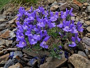 60 Linaria alpina